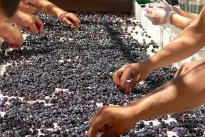 santorini wine
