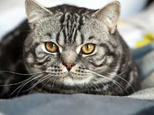 152964589-welcome-home-new-cat-632x475