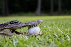 alligator-golf-ball-300x200