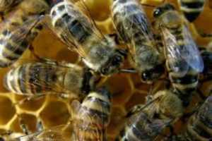 bee