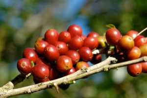 coffee hacienda