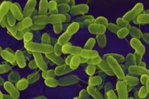 e coli
