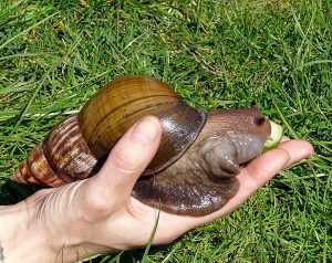 saligarigigas