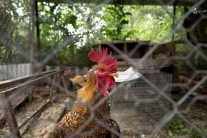 poulerika