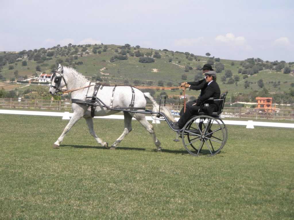 pegasus_LARGE_t_1041_106353590
