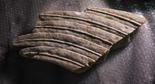 wings1