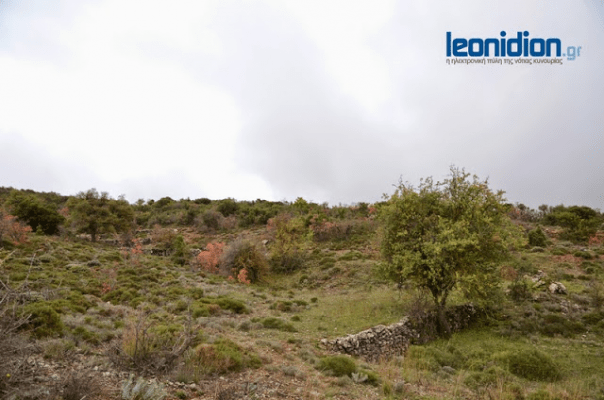leonidio1