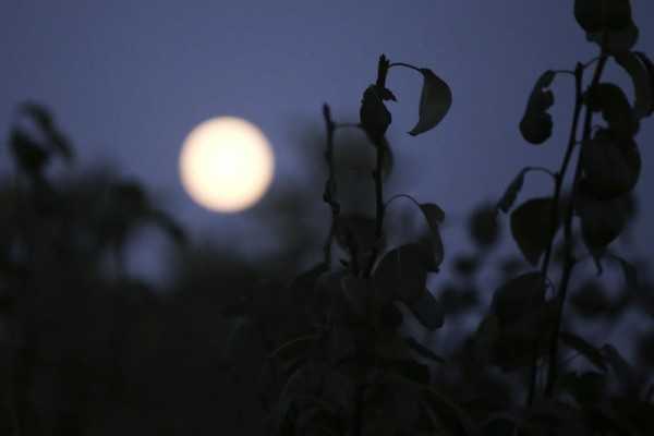 blue moon3